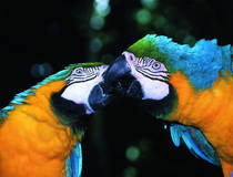  © Moody Gardens Galveston